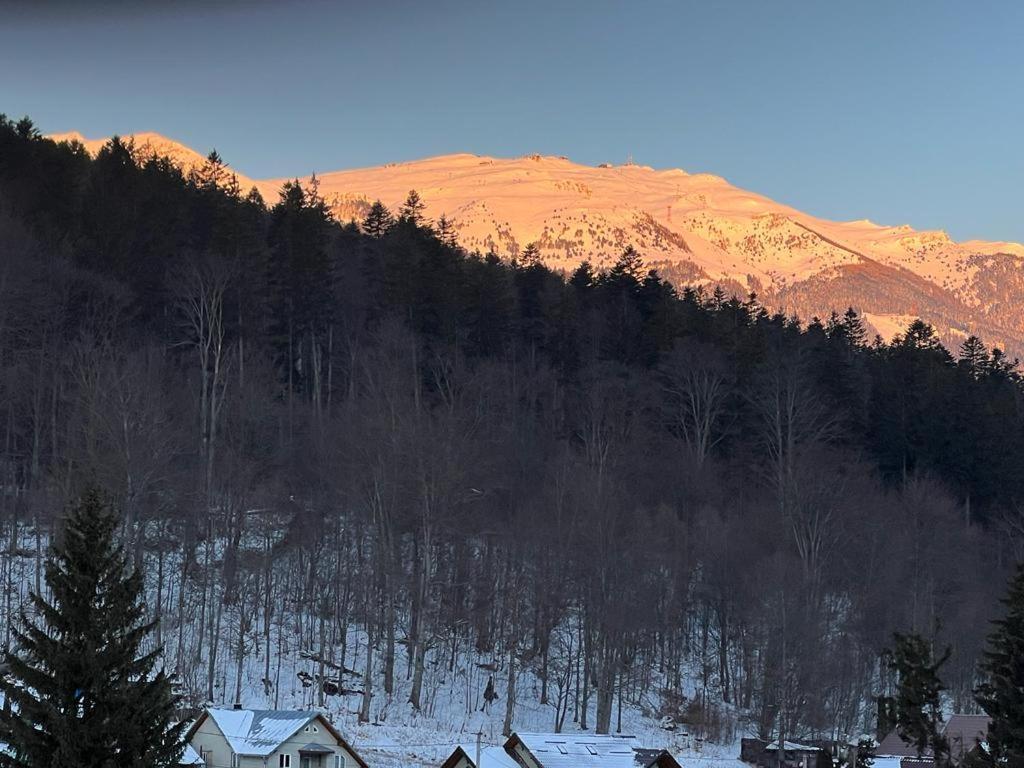 Coca Apart Mountain View Sinaia Eksteriør billede
