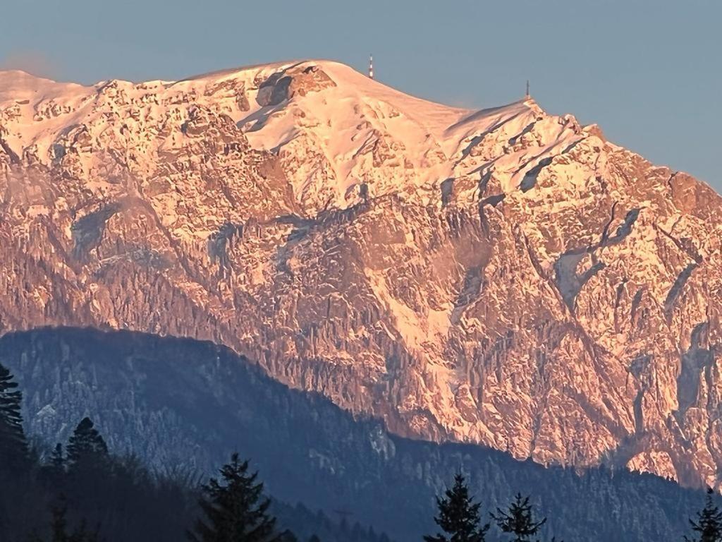 Coca Apart Mountain View Sinaia Eksteriør billede